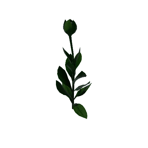 Flower Calceolaria Uniflora 2.3